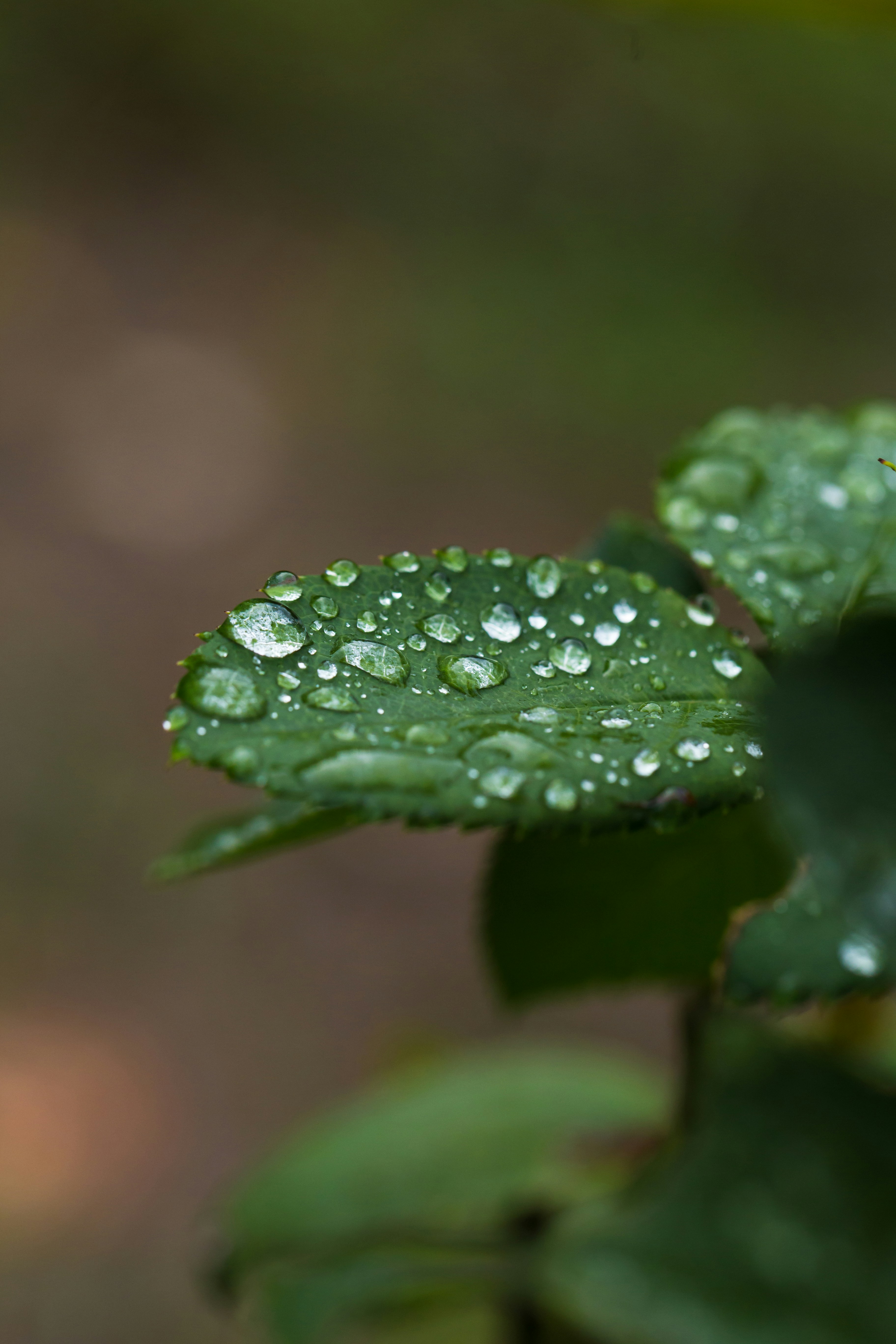 Photo by blooddrainer