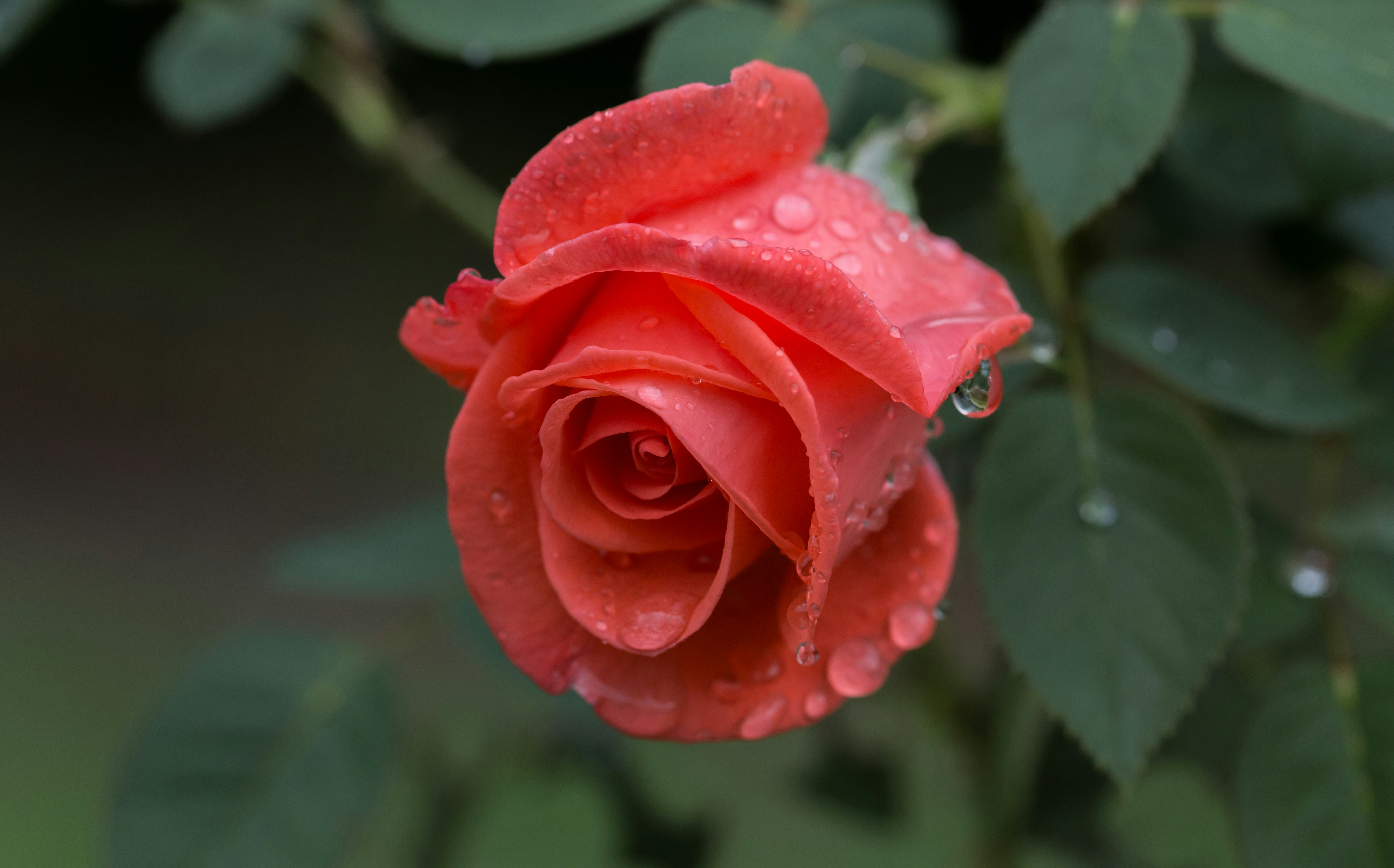 Photo by blooddrainer