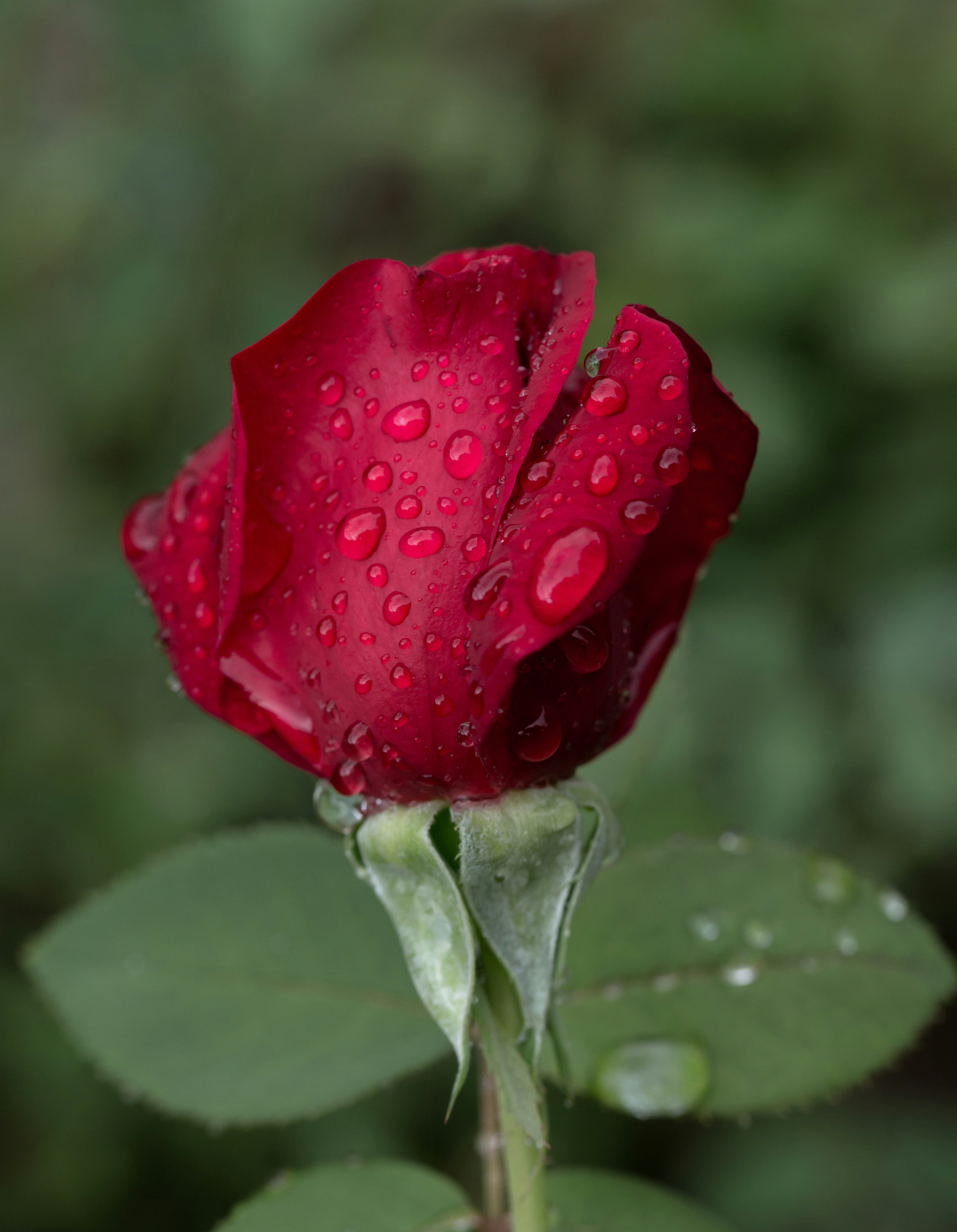 Photo by blooddrainer