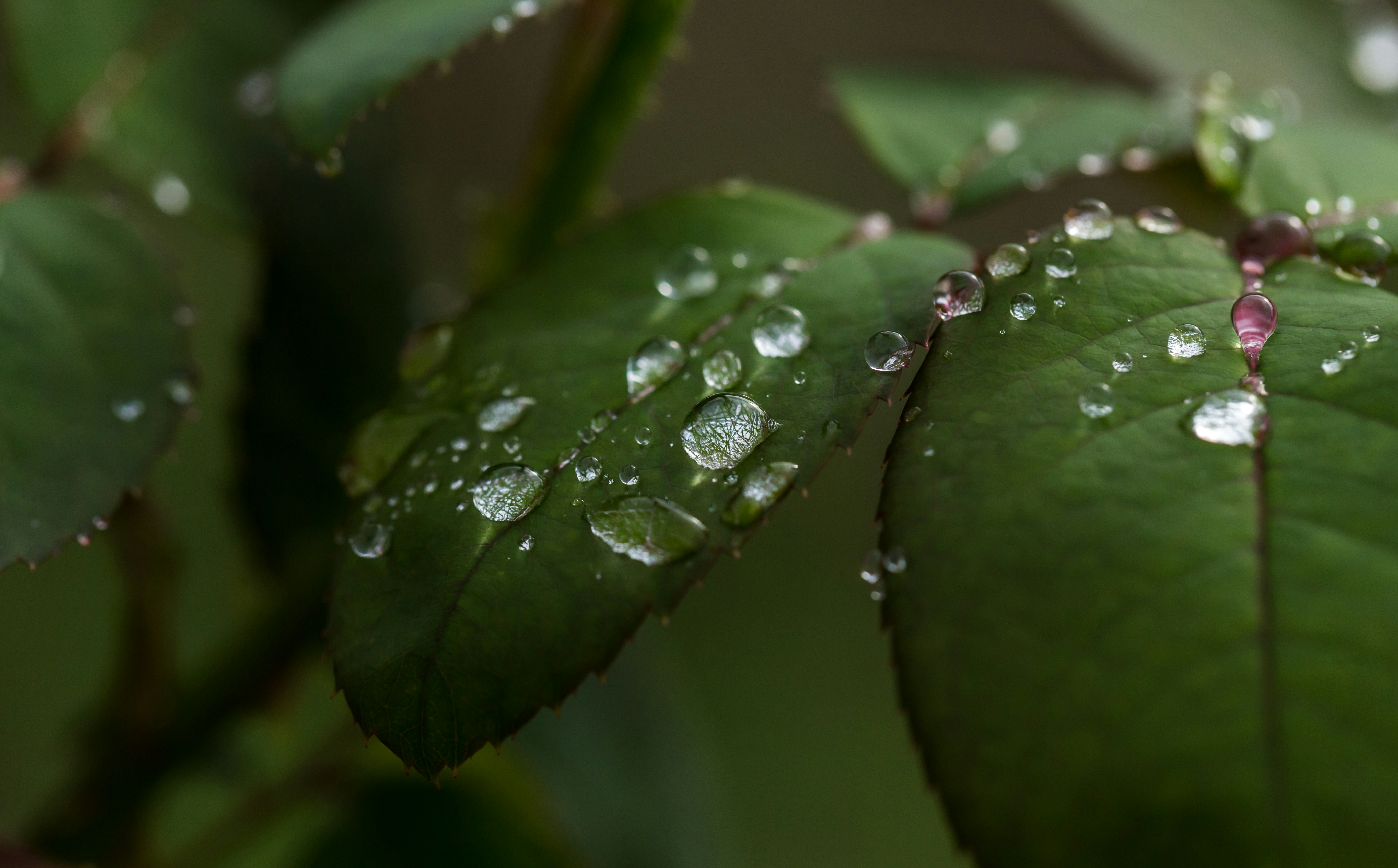 Photo by blooddrainer