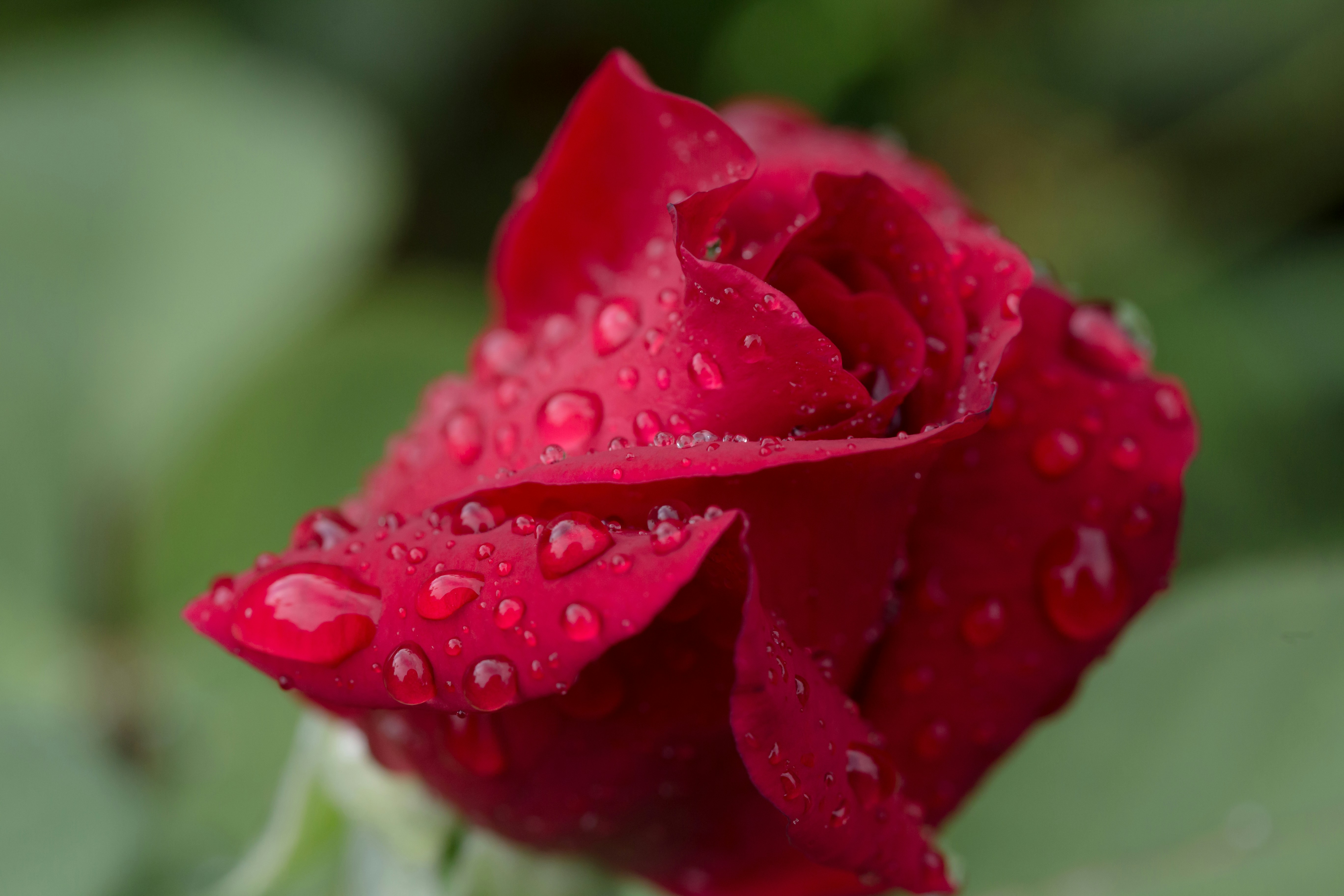 Photo by blooddrainer