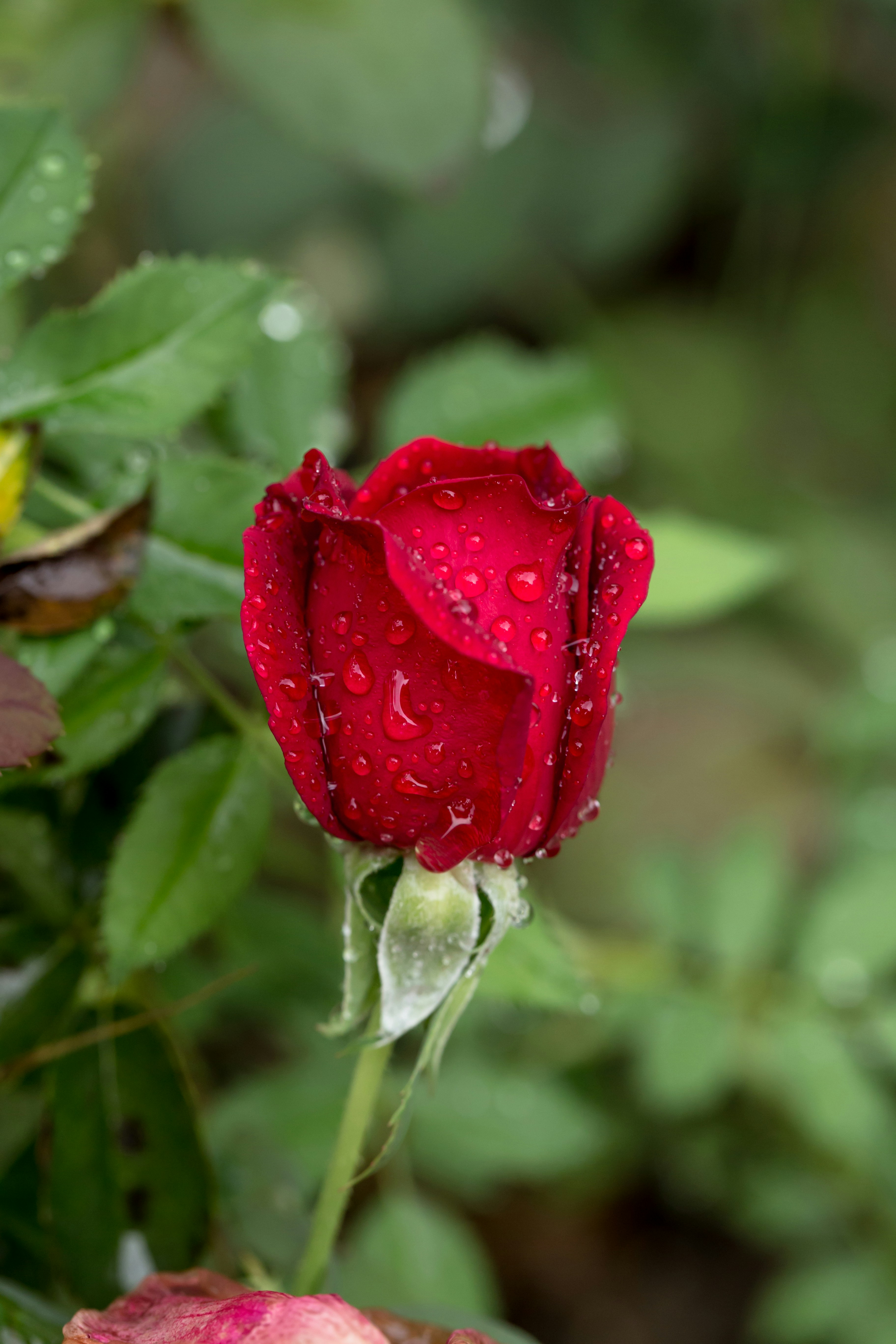 Photo by blooddrainer