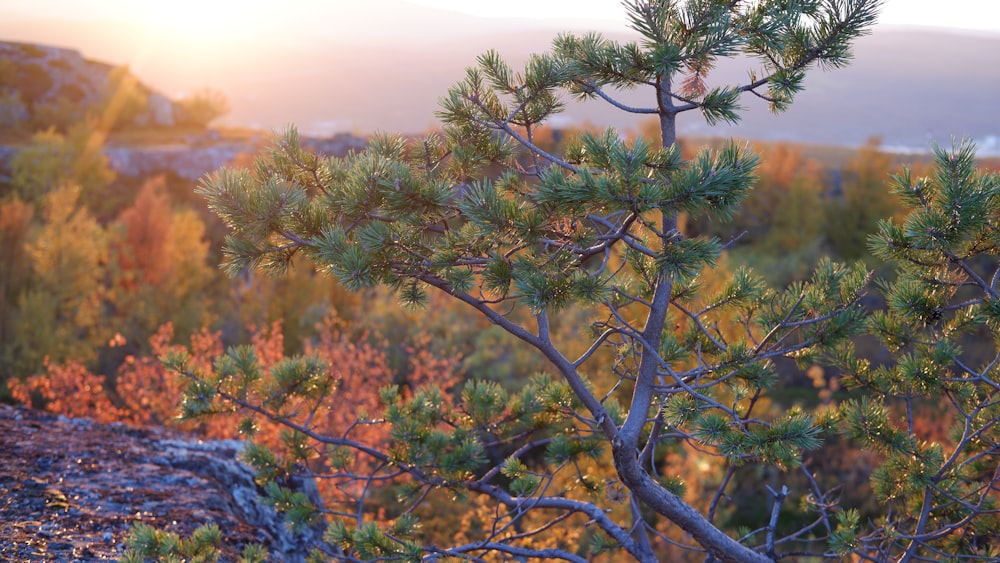 a small pine tree in the middle of a forest