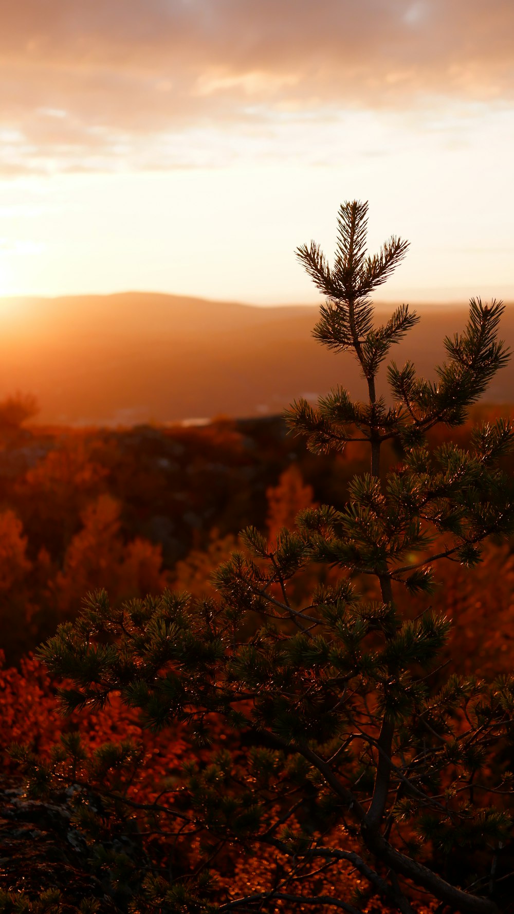 a pine tree in the foreground with a sunset in the background