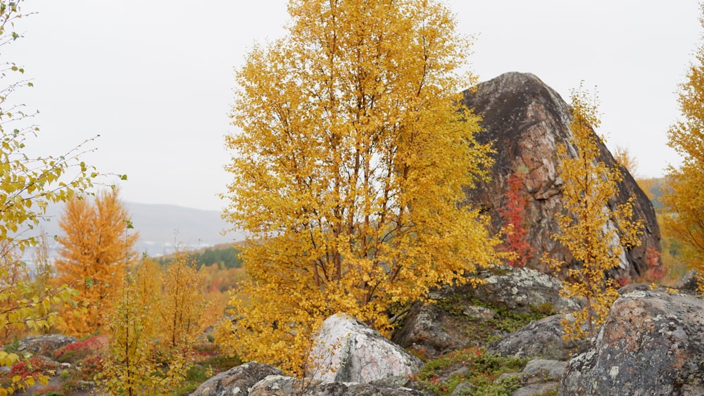 a large rock surrounded by trees with yellow leaves