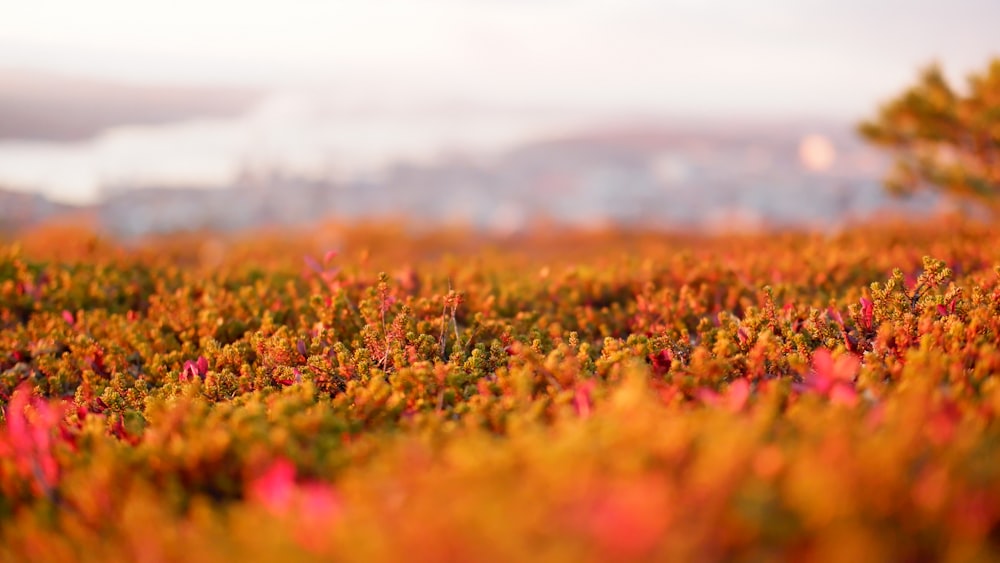 a close up of a patch of grass with red and yellow flowers