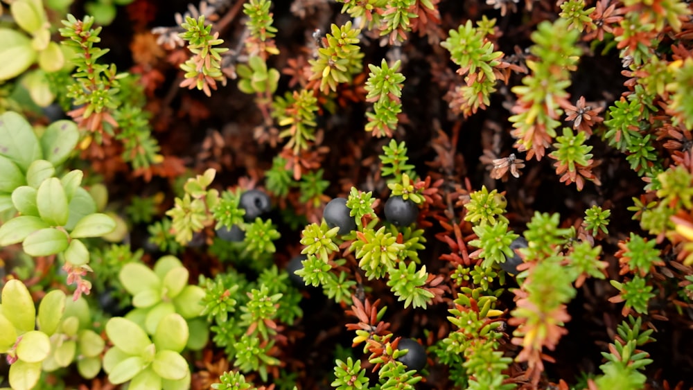 a close up of a bunch of small plants