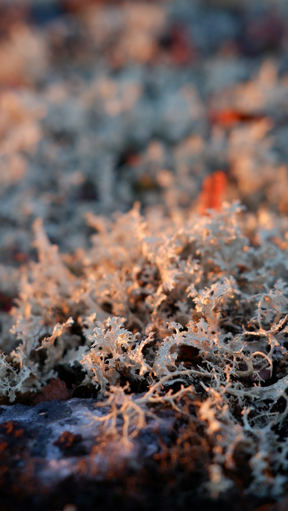 a close up of a bunch of lichen on a rock