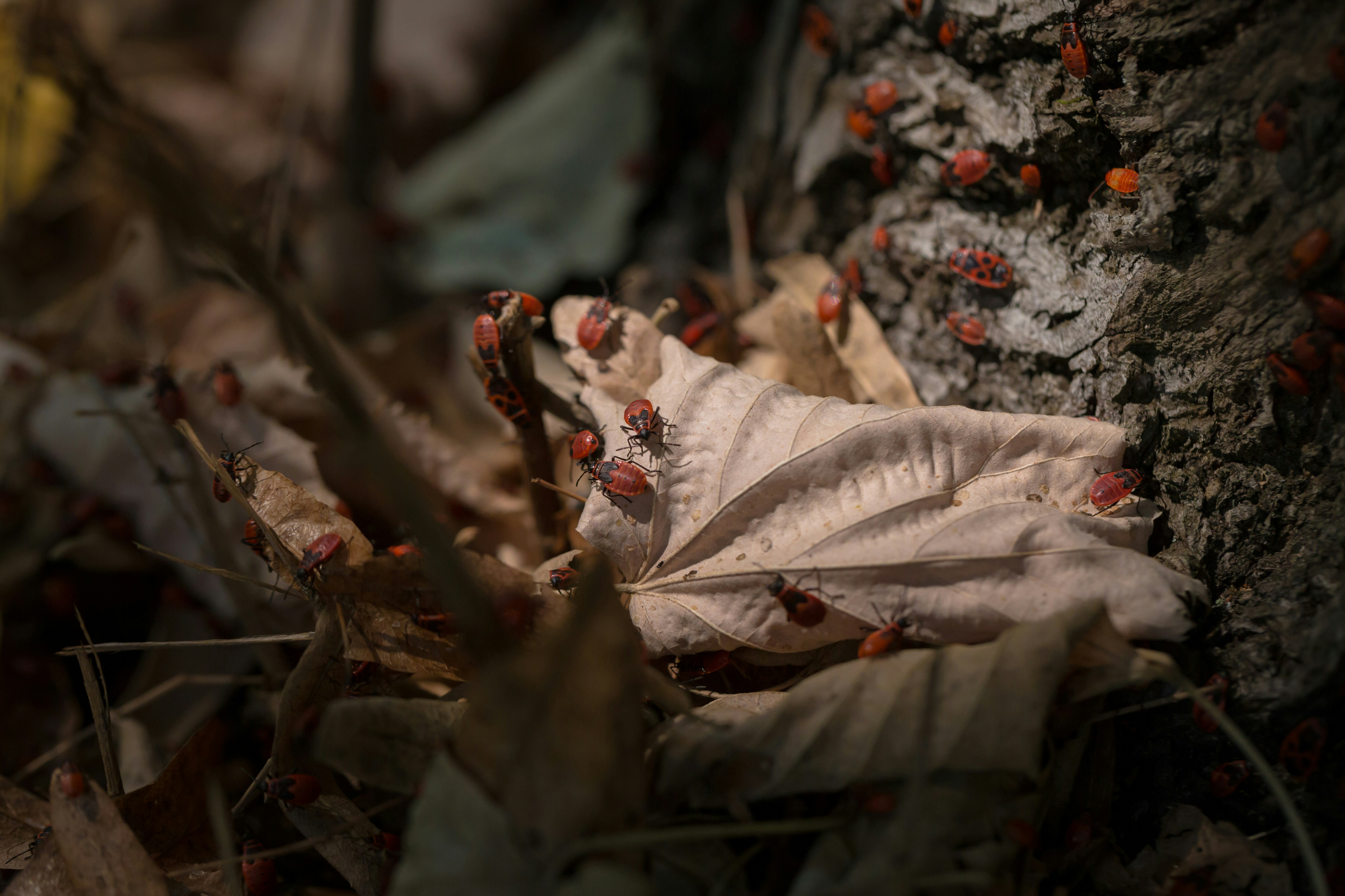 Photo by blooddrainer