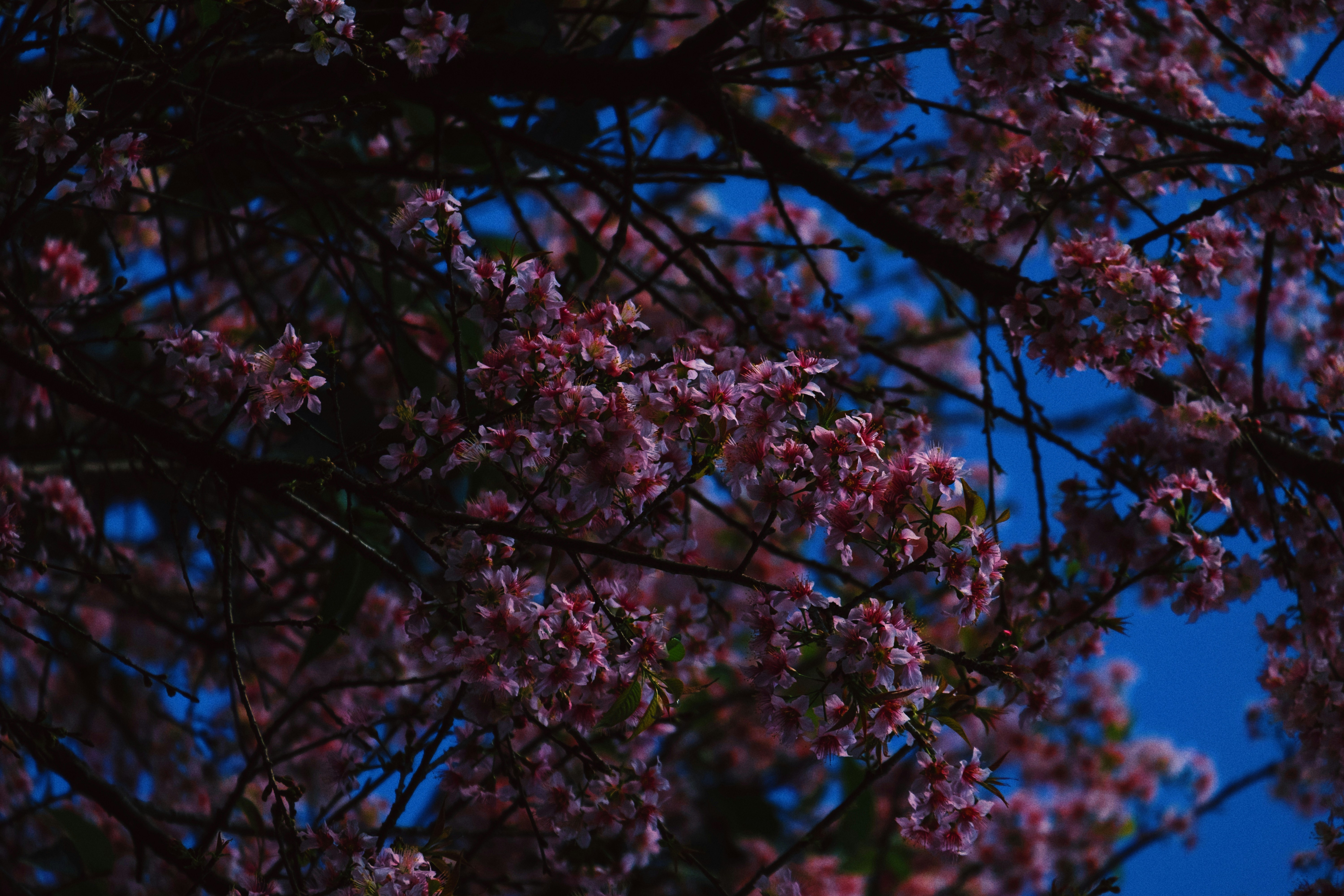 Photo by harshjanii