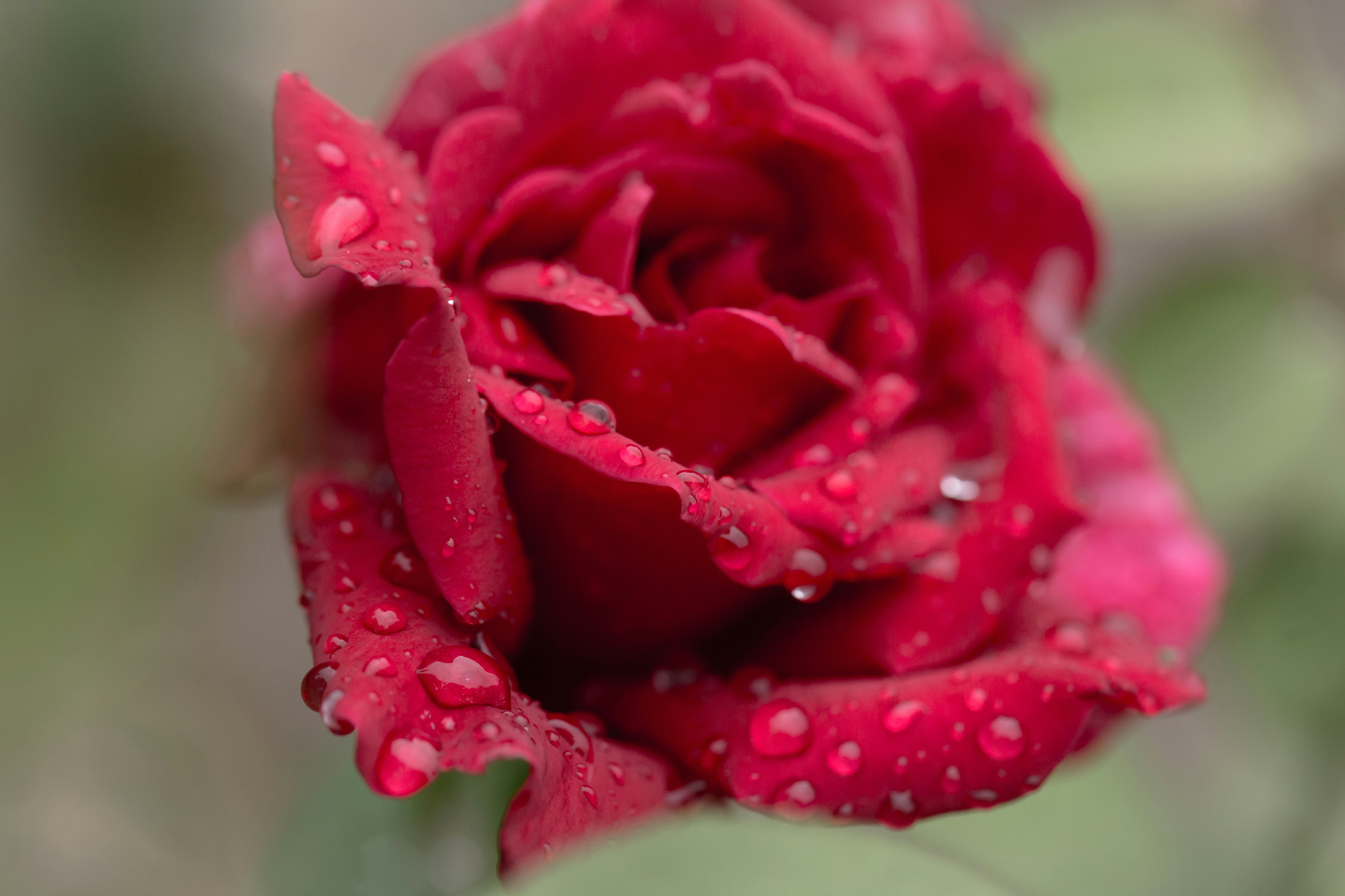 Photo by blooddrainer