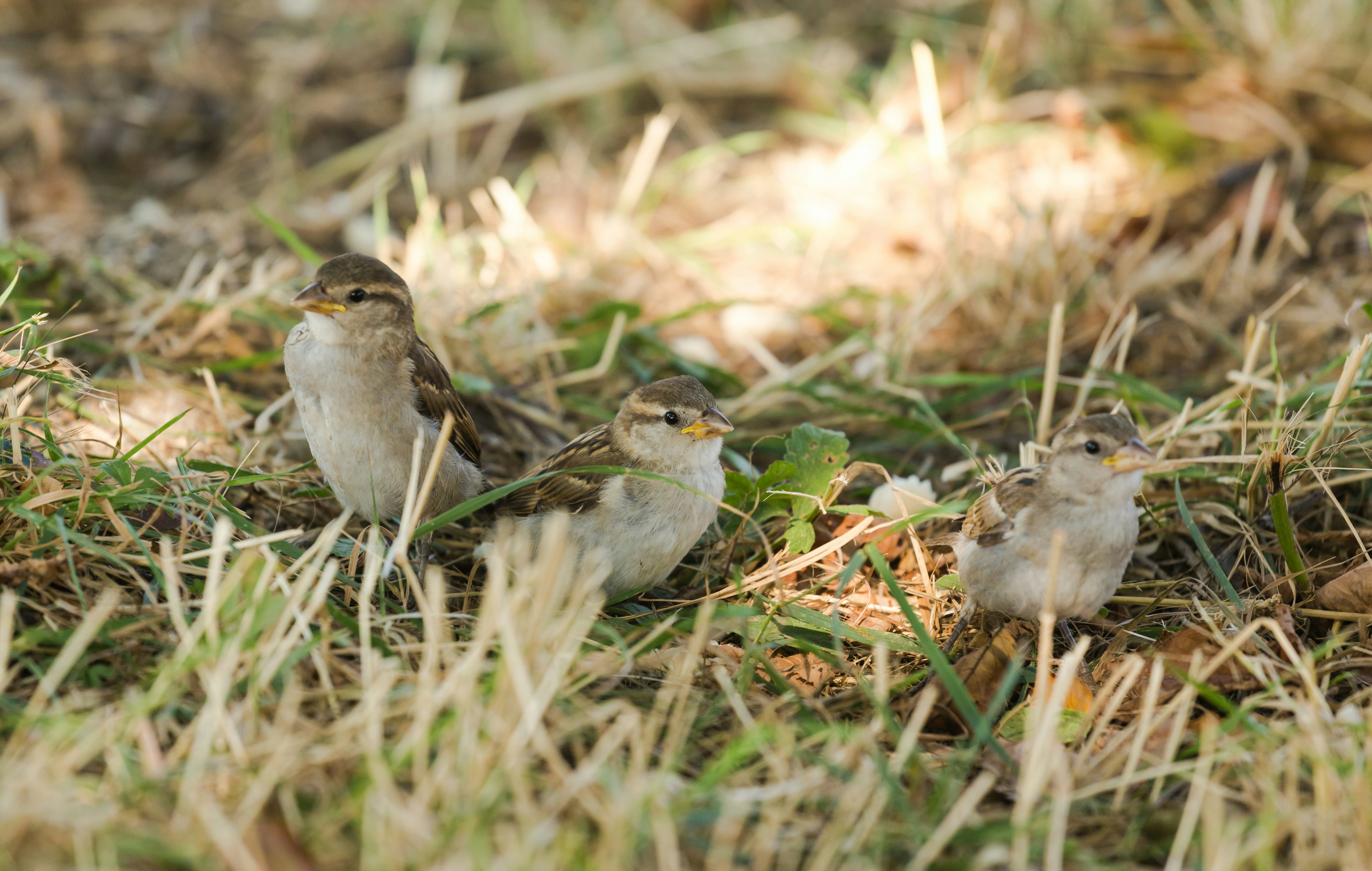 Photo by blooddrainer