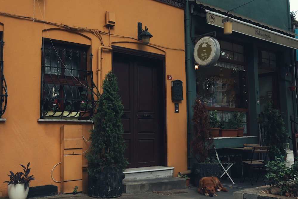 a dog laying on the sidewalk in front of a building