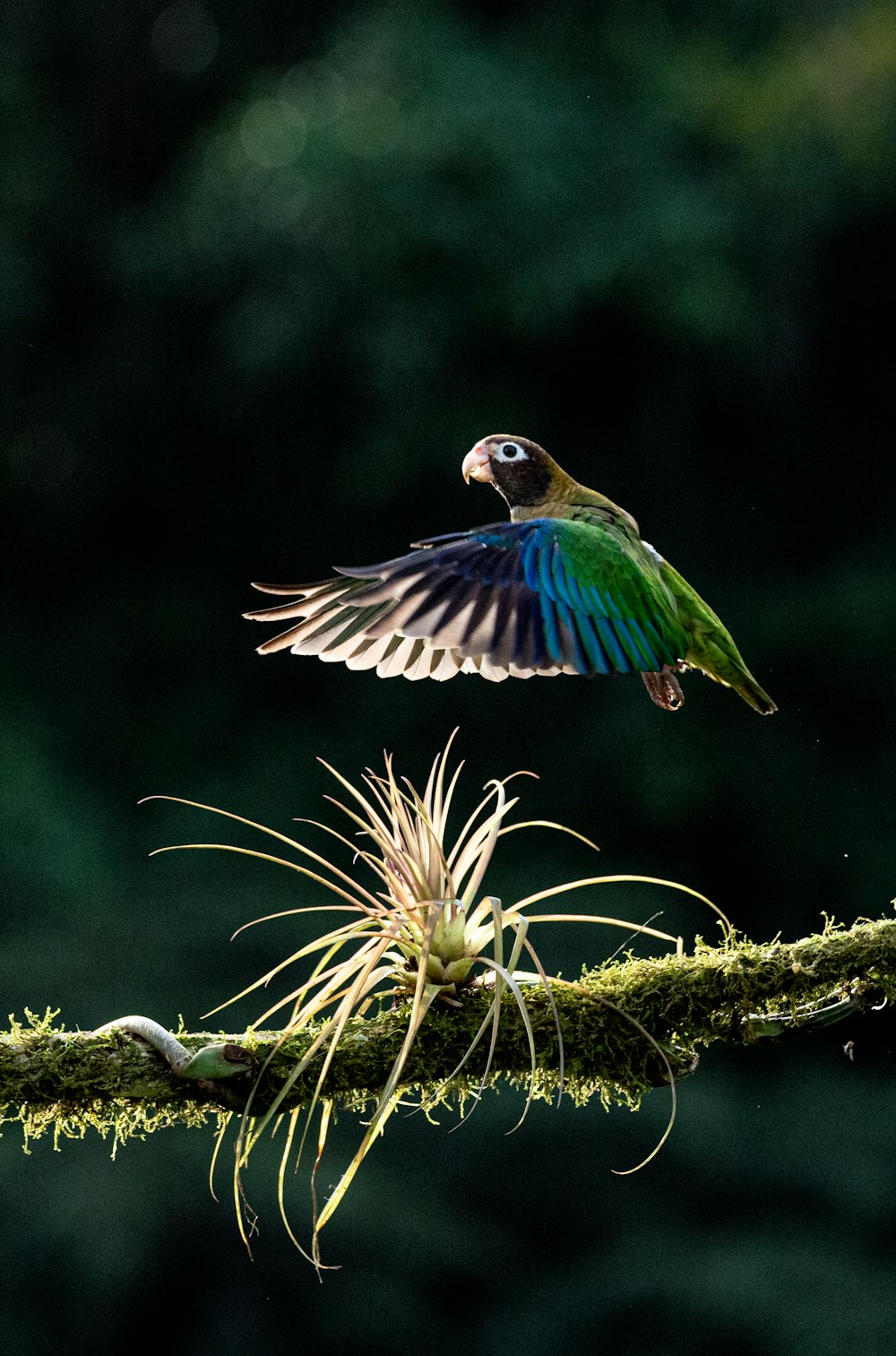 a colorful bird flying over a moss covered branch