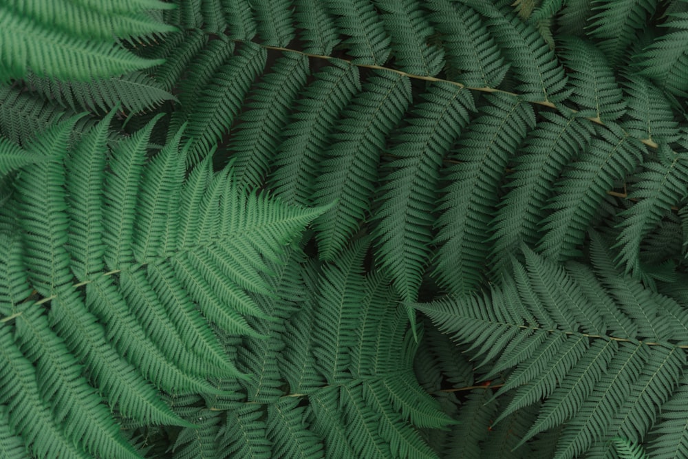 a close up of a green plant with lots of leaves