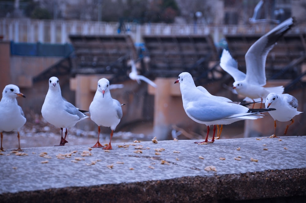 a flock of seagulls standing on a ledge