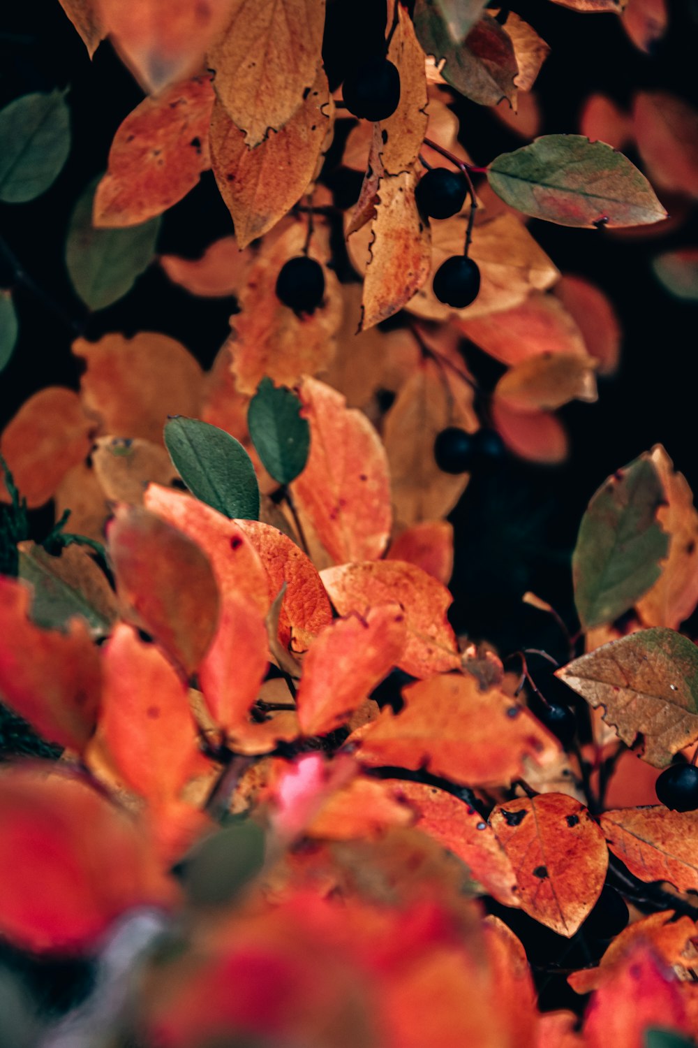 um close up de folhas e bagas em uma árvore