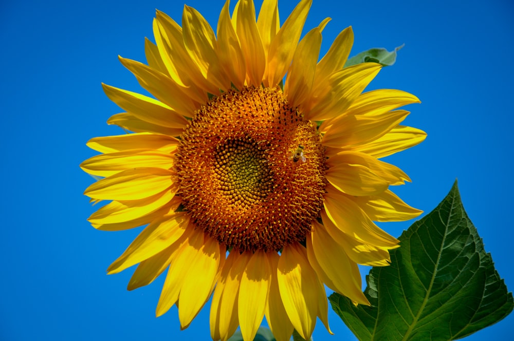 a large yellow sunflower with a blue sky in the background