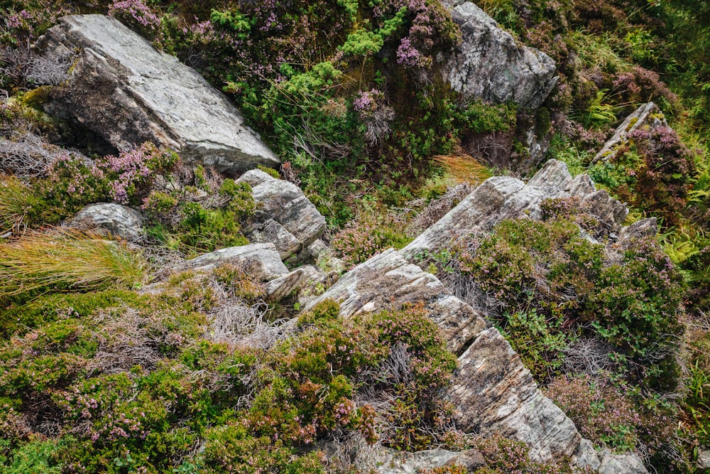 a group of rocks that are in the grass