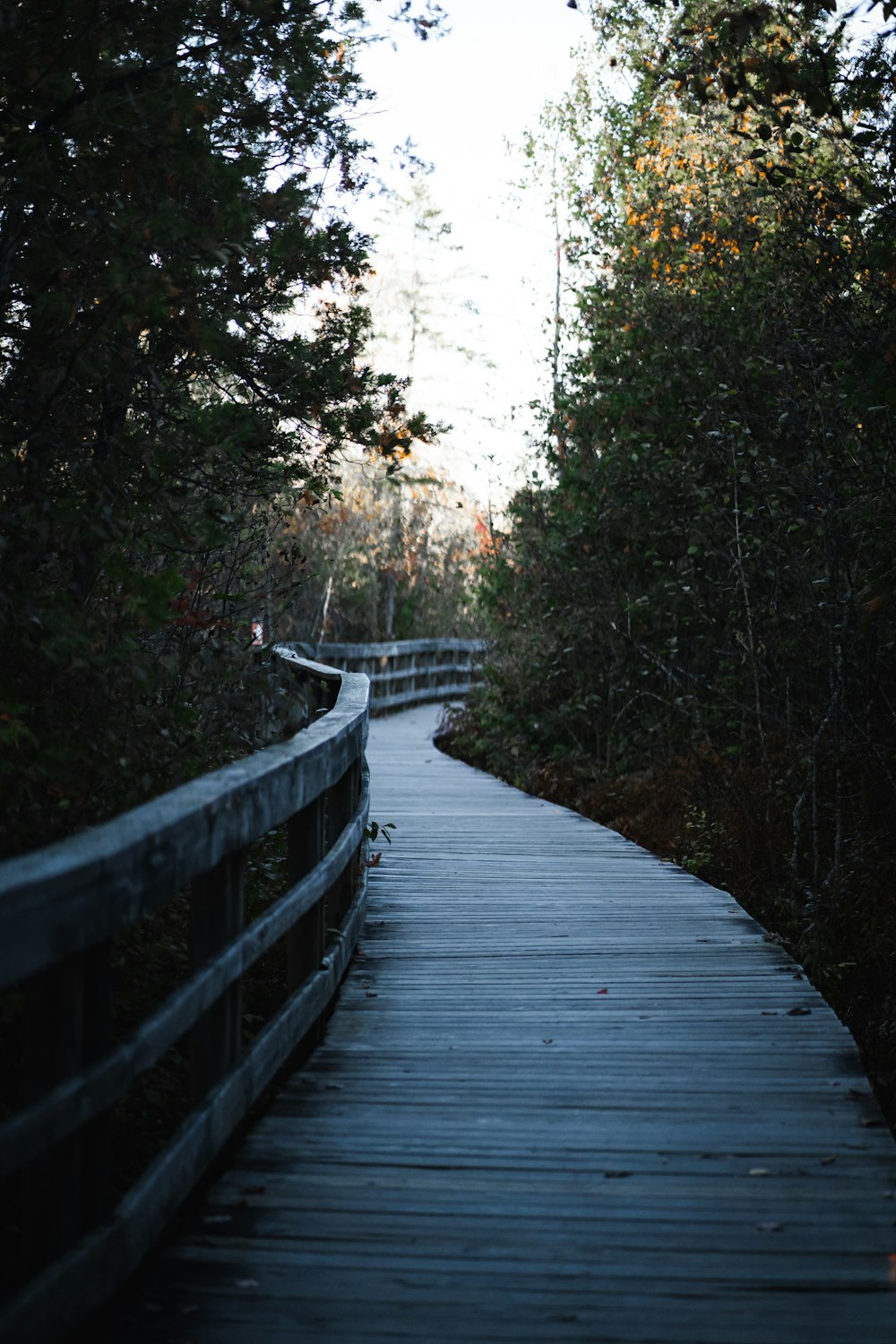 a wooden walkway surrounded by trees in the woods