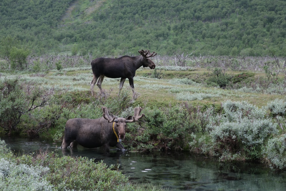 two moose standing next to each other in a field