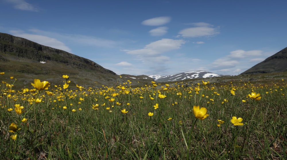 a field of yellow flowers with mountains in the background