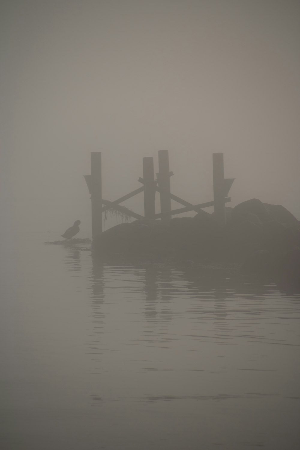 a bird is sitting on a dock in the fog