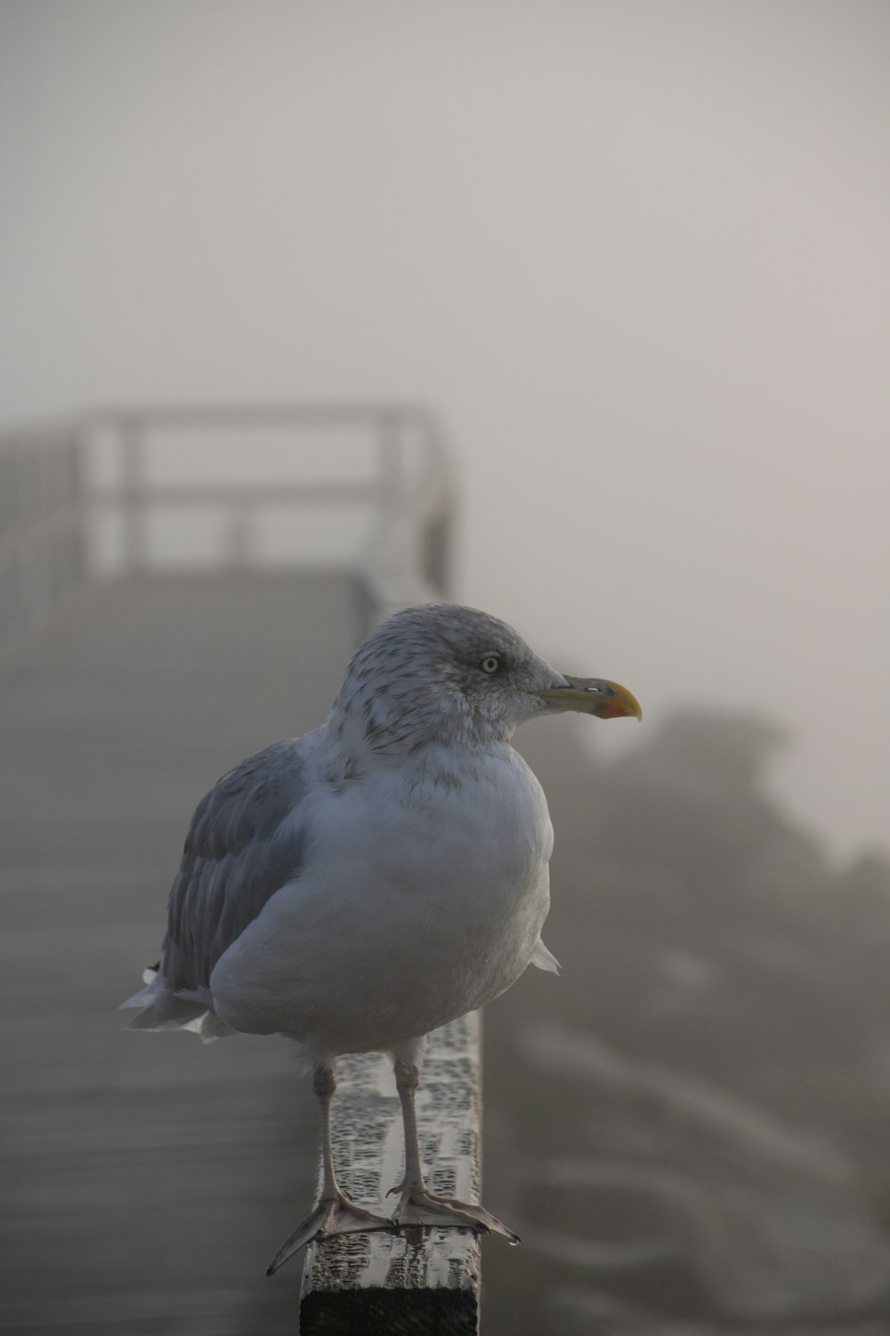 a seagull sitting on a post on a foggy day