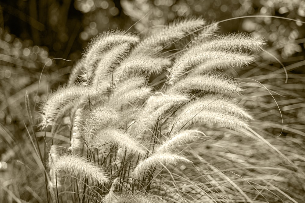 a black and white photo of some grass