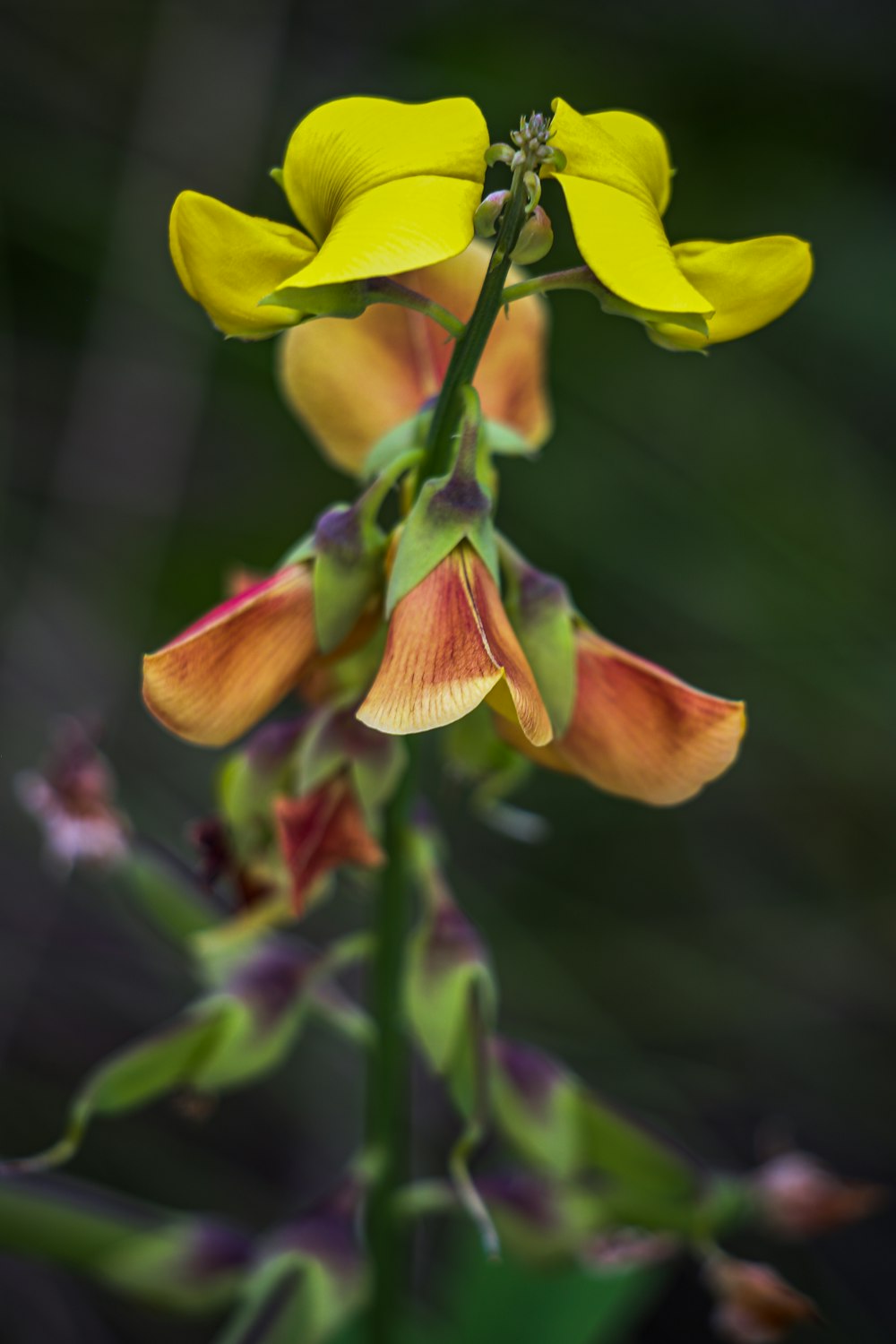 a close up of a flower with a blurry background