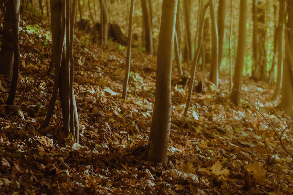 a forest filled with lots of leaf covered trees