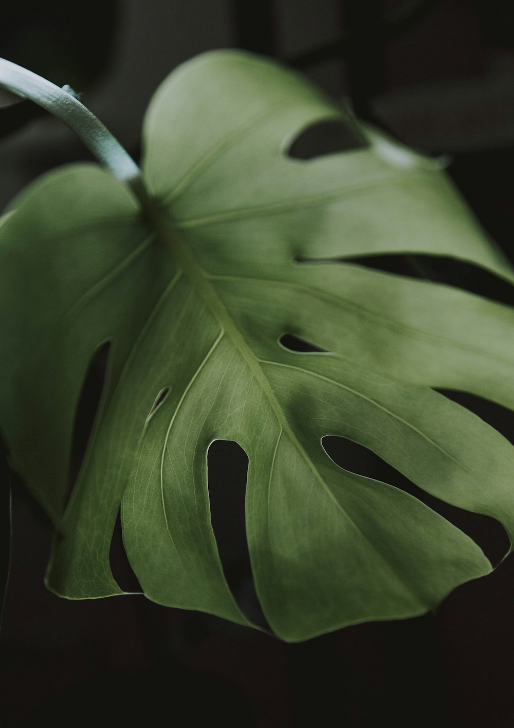 a large green leaf on a black background