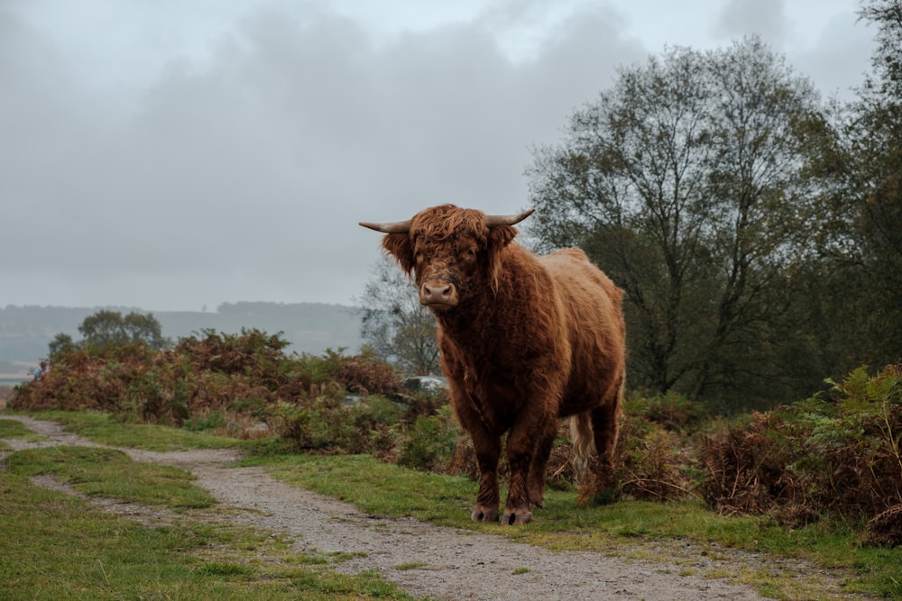 a brown cow standing on top of a lush green field