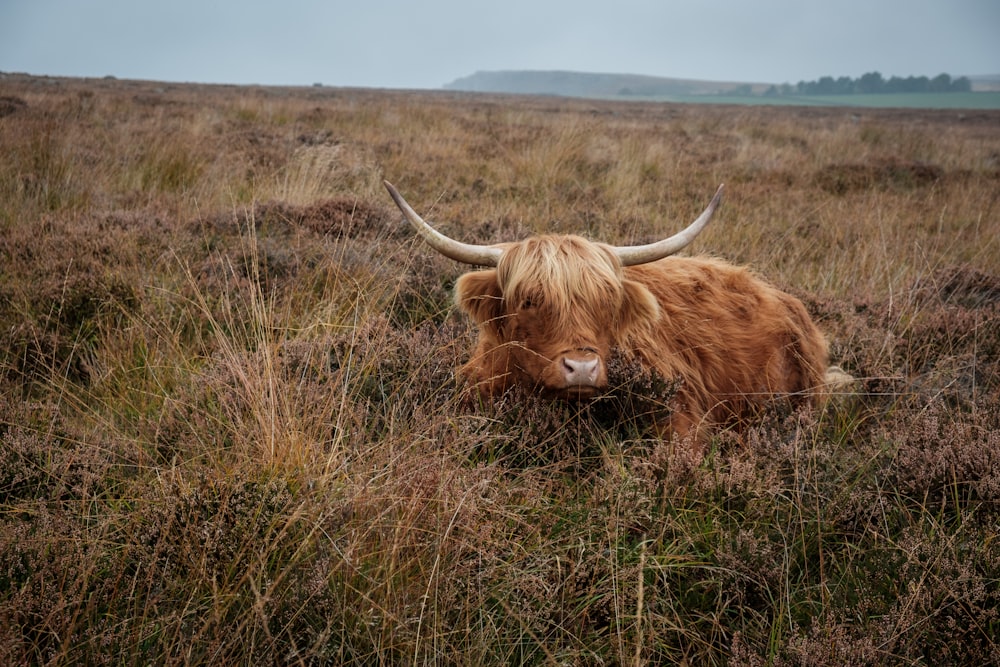 a long haired cow laying down in a field