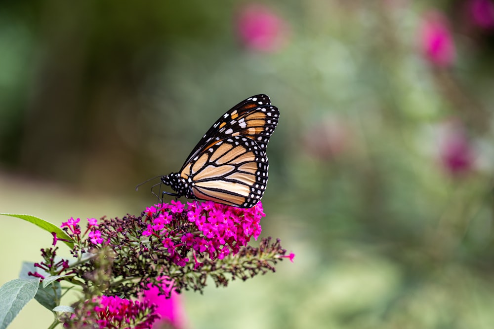 a monarch butterfly sitting on a purple flower