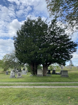 A large tree is centrally positioned in a grassy area within a cemetery. Surrounding the tree are numerous headstones of varying sizes and shapes. The ground is well-kept and there is a small gravel path visible in the foreground. The sky above is mostly cloudy with patches of blue visible, and additional trees can be seen in the background.