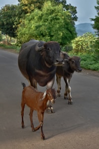 a couple of cows are walking down the street
