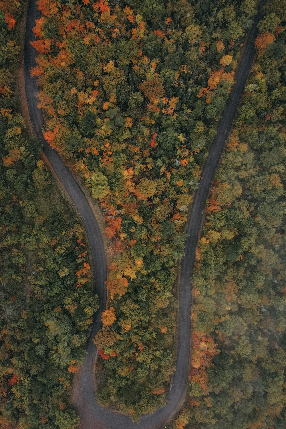 a winding road in the middle of a forest