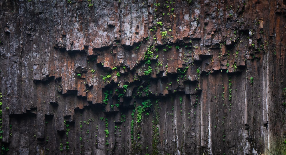 a wall with vines growing on it