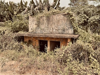 Ruins of a collapsed high-tech structure overgrown with vegetation.