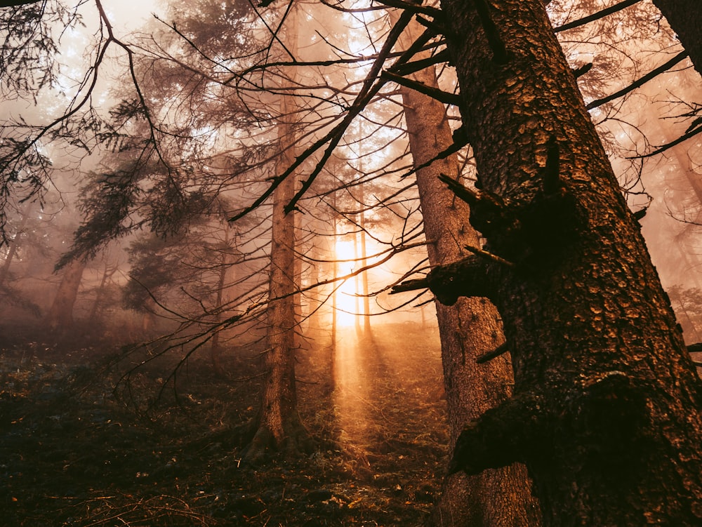 the sun is shining through the trees in the forest