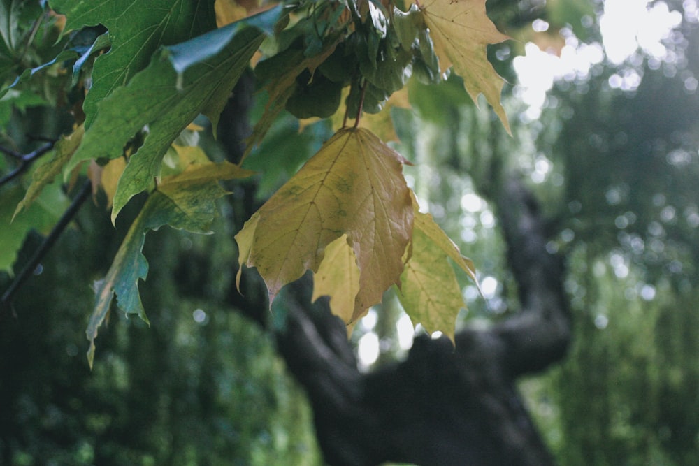 Un primer plano de un árbol con hojas amarillas