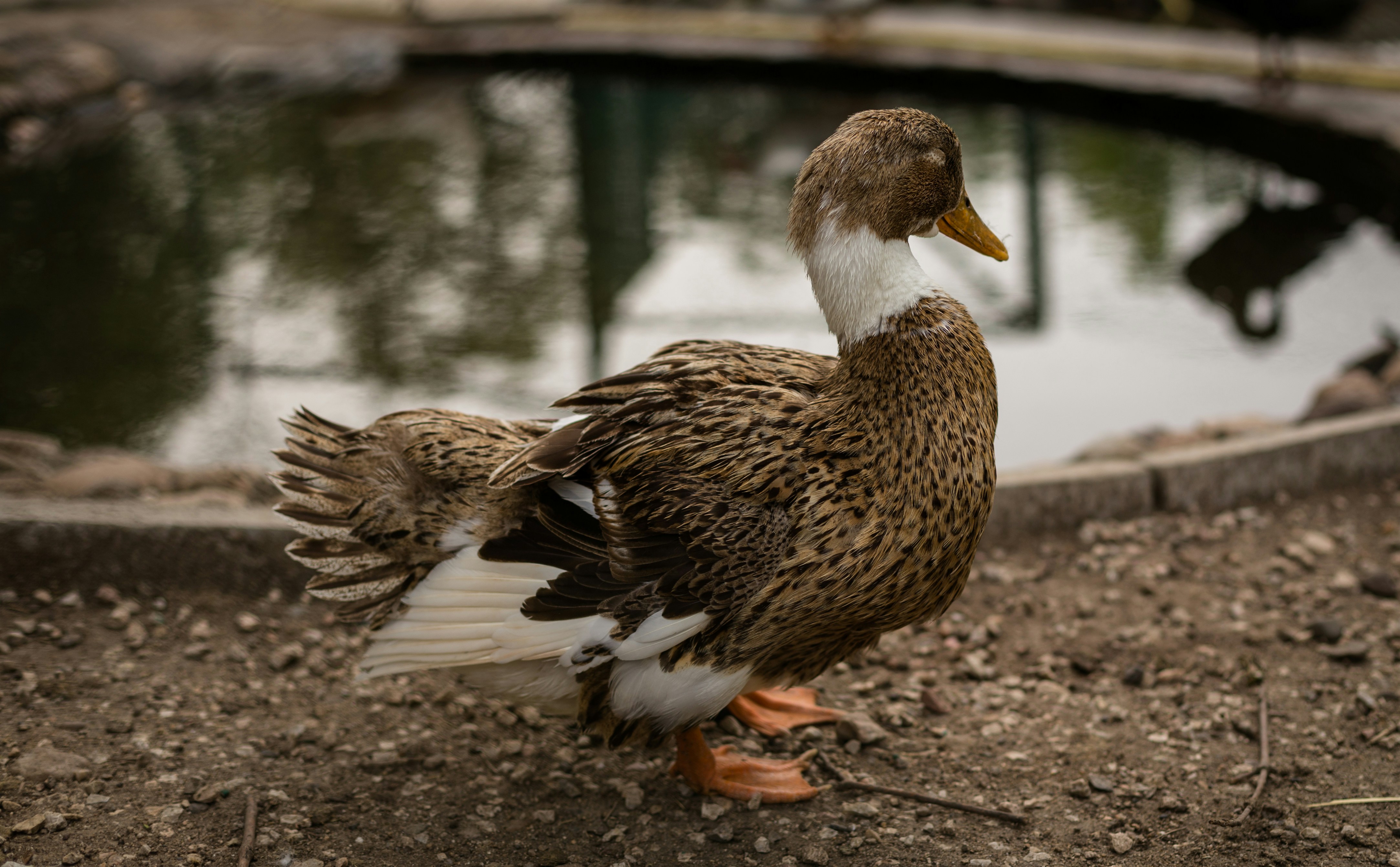 Photo by blooddrainer