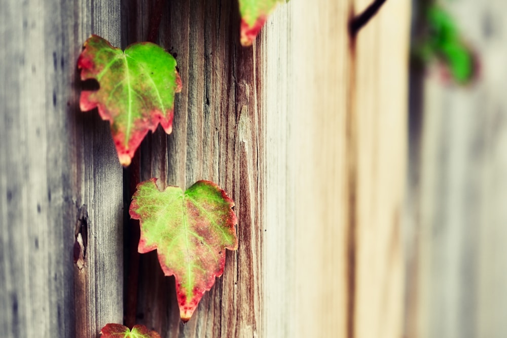 a close up of a leaf on a wooden fence
