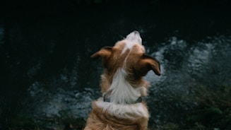 a brown and white dog sitting on top of a grass covered field
