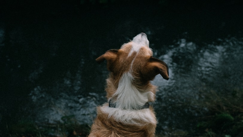 a brown and white dog sitting on top of a grass covered field
