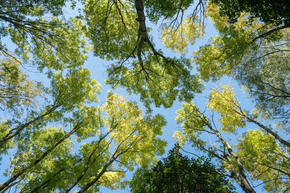 Guardando le cime degli alberi in una foresta