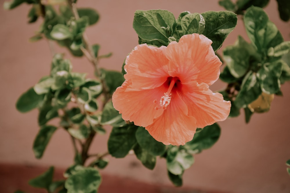 a pink flower with green leaves in front of a wall