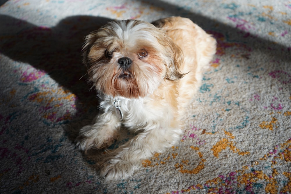 a small brown and white dog laying on a carpet