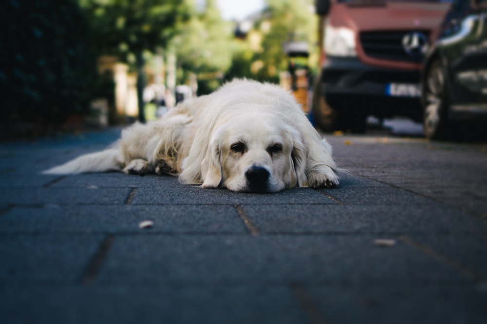 a large white dog laying on a sidewalk next to a car